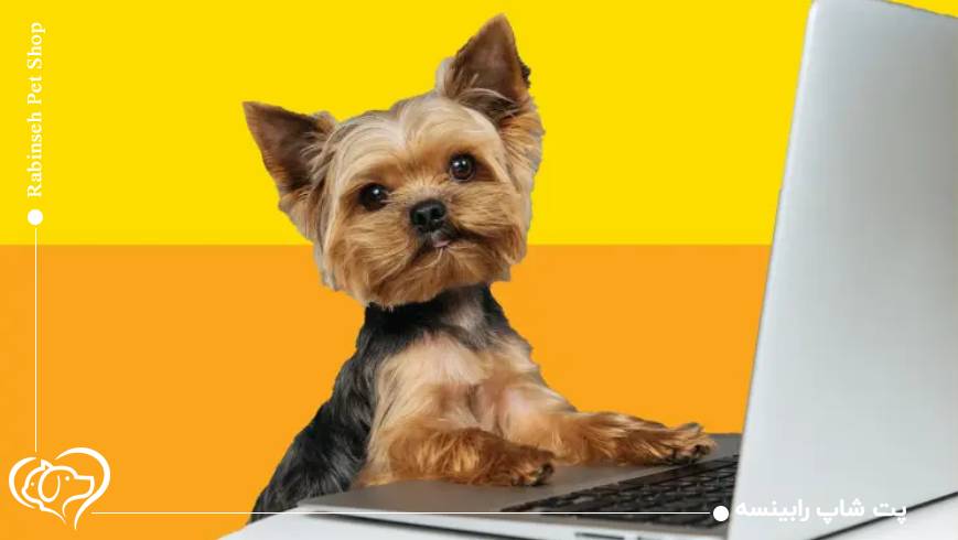 بهترین پت شاپ تهران؛ چه معیارهایی برای خرید مهم است؟