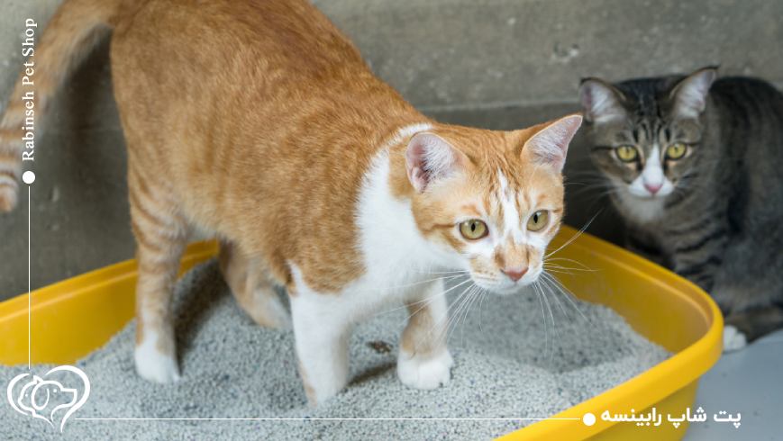 خرید انواع خاک گربه و ارسال سریع در تهران با انتخاب رابینسه