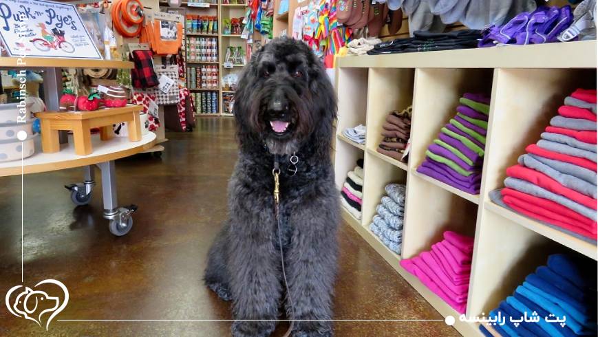 چرا رابینسه می‌تواند بهترین انتخاب شما باشد؟