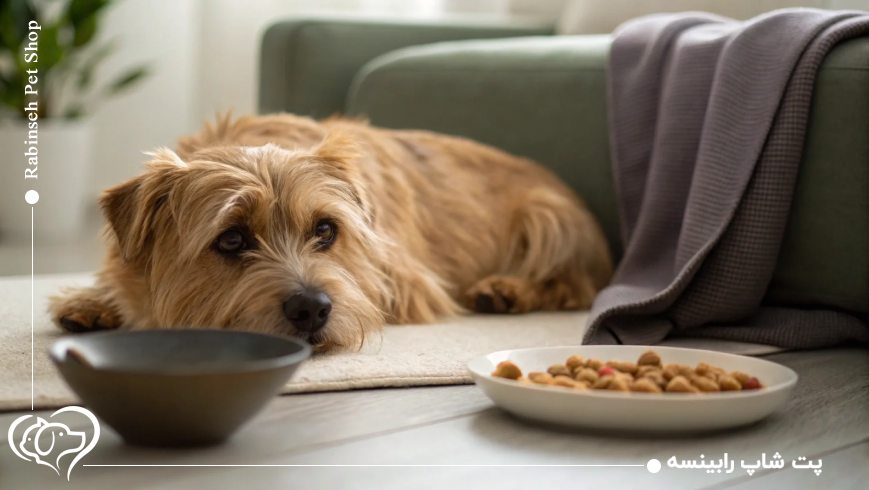 تفاوت برندهای غذای خشک سگ از نظر کیفیت مواد اولیه