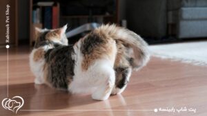 فحل شدن گربه یعنی چه؟ بایدها و نبایدهای این زمان