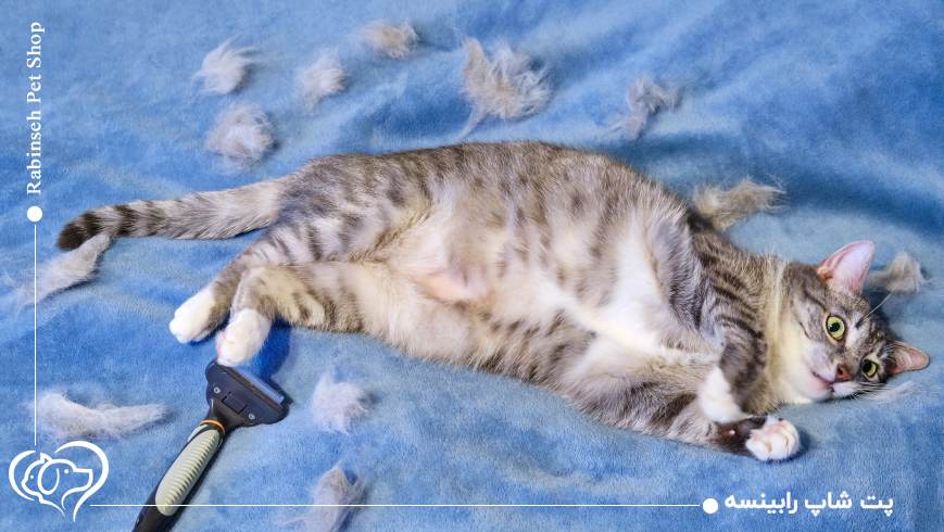 یک نگاه انسانیتر به گربهها