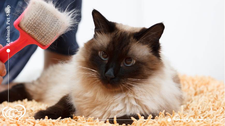 علائم بیماری موی گربه؛ واقعیت یا سوءتفاهم؟