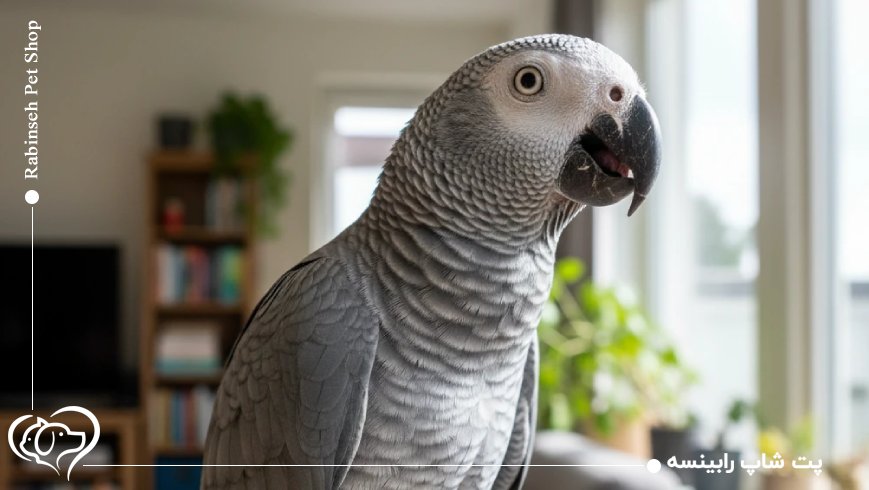 عجیبترین رکوردهای خرگوشها و جوندگان خانگیخرگوشها و جوندگان خانگی شاید کمتر در مرکز توجه باشند، اما آنها نیز رکوردهایی عجیب و گاهی باورنکردنی دارند.خرگوشی به نام داریوس (Darius) در سال ۲۰۱۰ رکورد بلندترین گوشهای خرگوش جهان را ثبت کرد. طول گوشهای داریوس به ۷۹ سانتیمتر میرسید و این ویژگی او را به یکی از عجیبترین حیوانات رکورددار تبدیل کرد.در دنیای همسترها، همستری به نام نینجا (Ninja) در سال ۲۰۱۶ توانست رکورد بیشترین مسافت طیشده روی چرخ در ۲۴ ساعت را ثبت کند. این همستر کوچک بیش از ۱۲ کیلومتر را روی چرخ دوید؛ رقمی که حتی برای انسانها هم قابل توجه است.همچنین خوکچه هندیای به نام دالی (Dolly) در سال ۲۰۱۴ رکورد بلندترین مو در میان جوندگان خانگی را به نام خود ثبت کرد و طول موهای او به بیش از ۵۰ سانتیمتر میرسید.