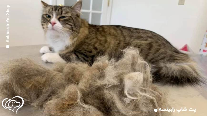 خوردن موی گربه؛ واقعیت یا بزرگنمایی؟