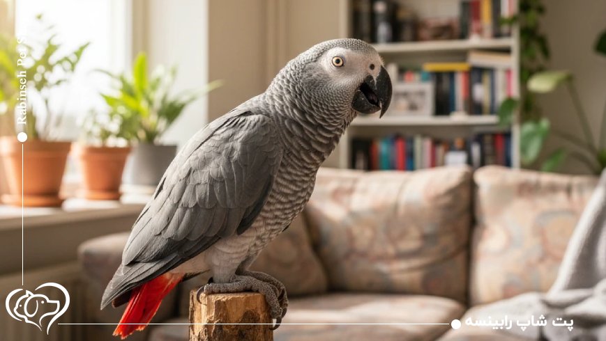 انیشتین، رکوردار پاسخ سریع