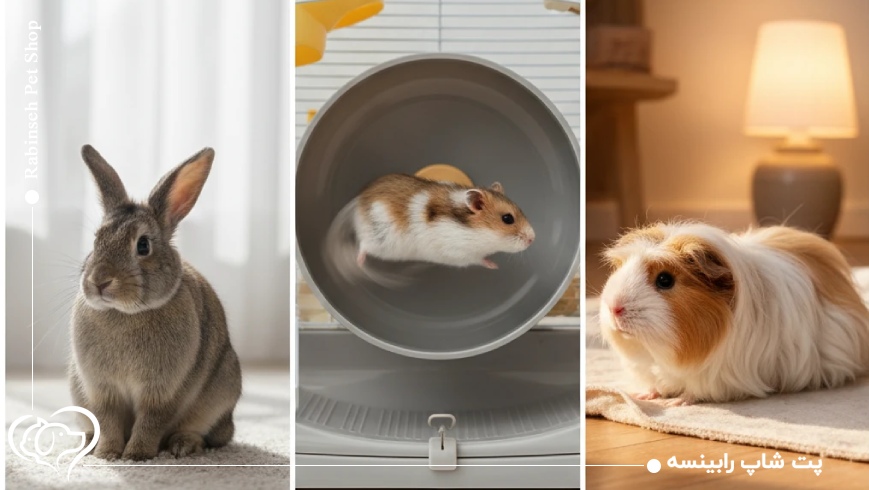 عجیبترین رکوردهای خرگوشها و جوندگان خانگی