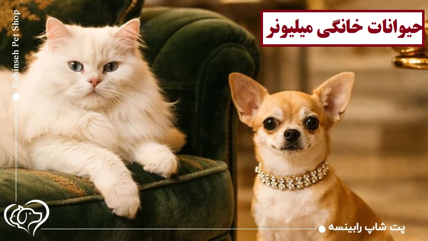 حیوانات خانگی میلیونر را بشناسید!