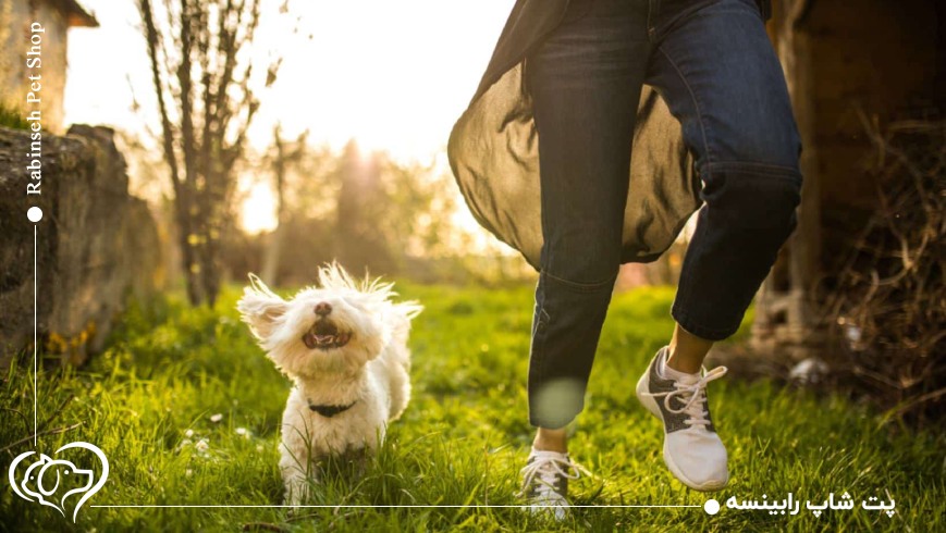 تاثیر حیوانات خانگی بر کاهش استرس و اضطراب