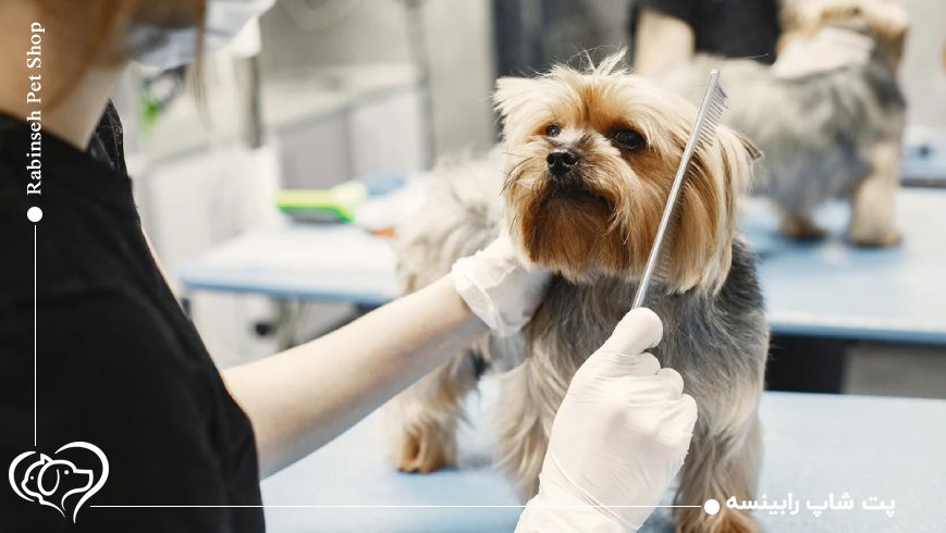 سگهای بازیگر در سینما و تبلیغات