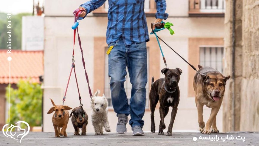 چرا برخی حیوانات خانگی وارد دنیای کار میشوند؟