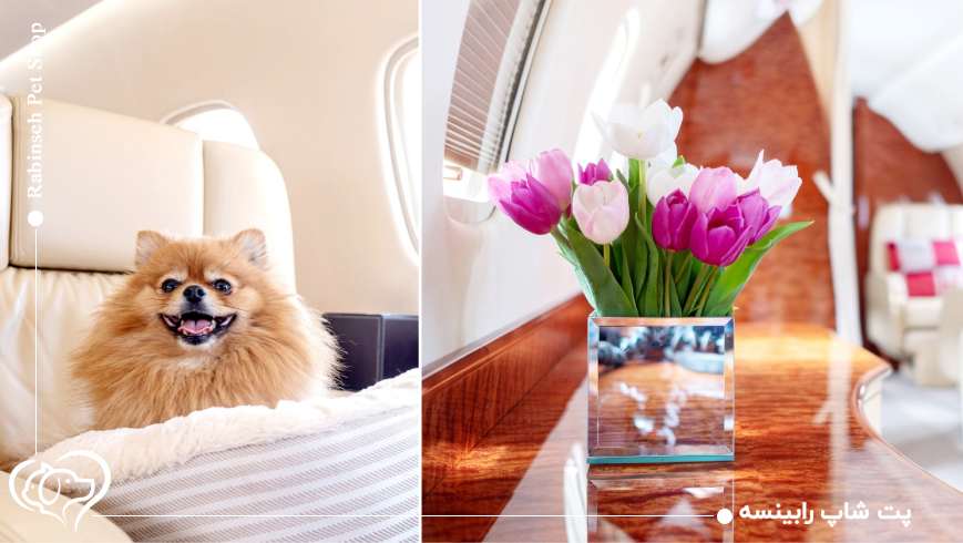 هزینهها و چالشهای سفرهای لوکس حیوانات خانگی