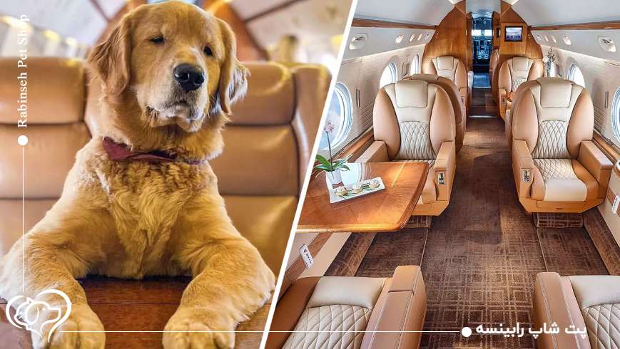 چرا سفرهای لاکچری پتها محبوب شدهاند؟