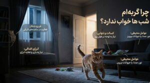علت دویدن گربه در شب | چرا شب ها گربه ام خواب ندارد؟!