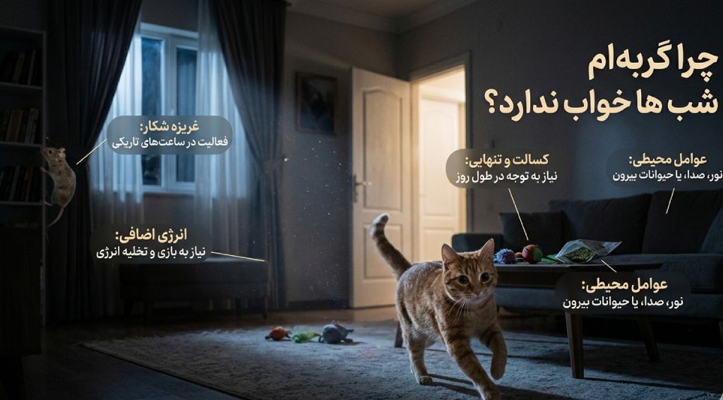 علت دویدن گربه در شب | چرا شب ها گربه ام خواب ندارد؟!