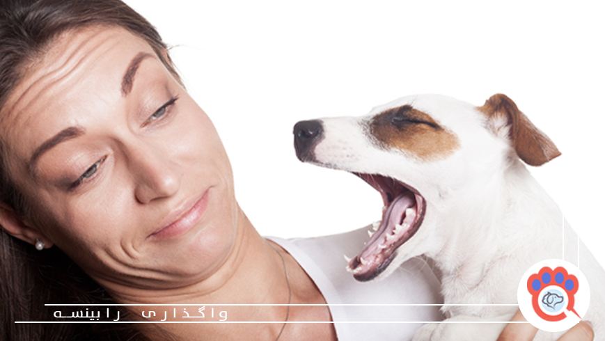 بوی بد دهان سگ و گربه | چرا بوی بد دهان سگ یا گربه از بین نمی‌رود؟