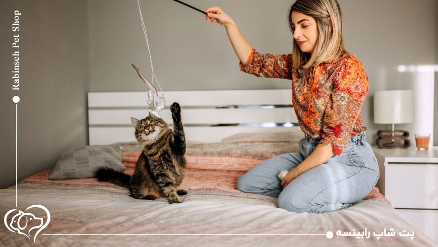 چند ساعت در روز باید با گربه بازی کنیم؟