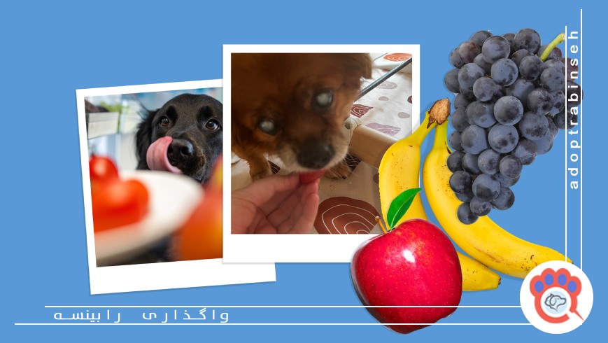 جدول میوههای مجاز و غیرمجاز برای سگها