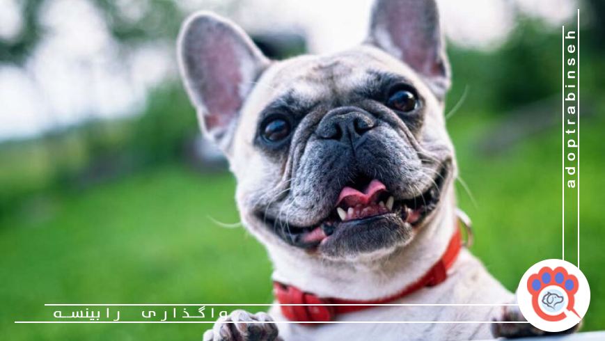 پیشگیری از بوی بد دهان در سگ و گربه