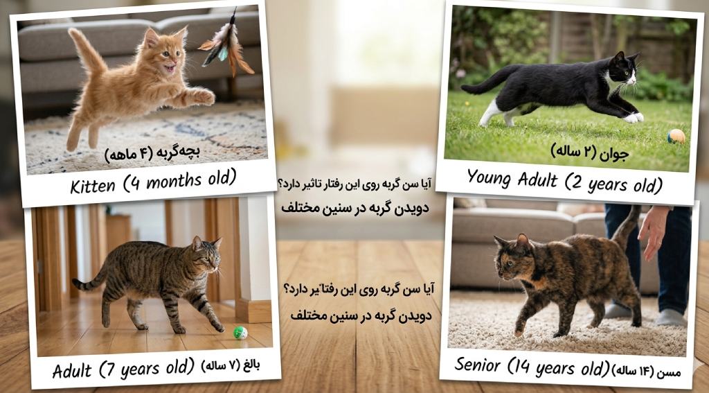 آیا سن گربه روی این رفتار تاثیر دارد؟