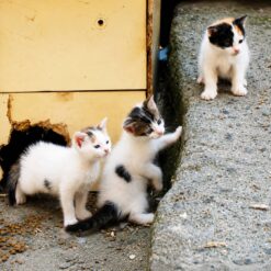 غذا خشک گربه حمایتی 1 کیلوگرم ( ترکیب چند مدل غذا ایرانی و خارجی )