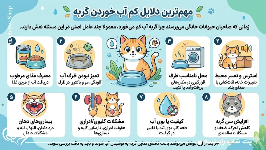 چرا گربه آب کم میخورد؟ آیا خطرناک است؟