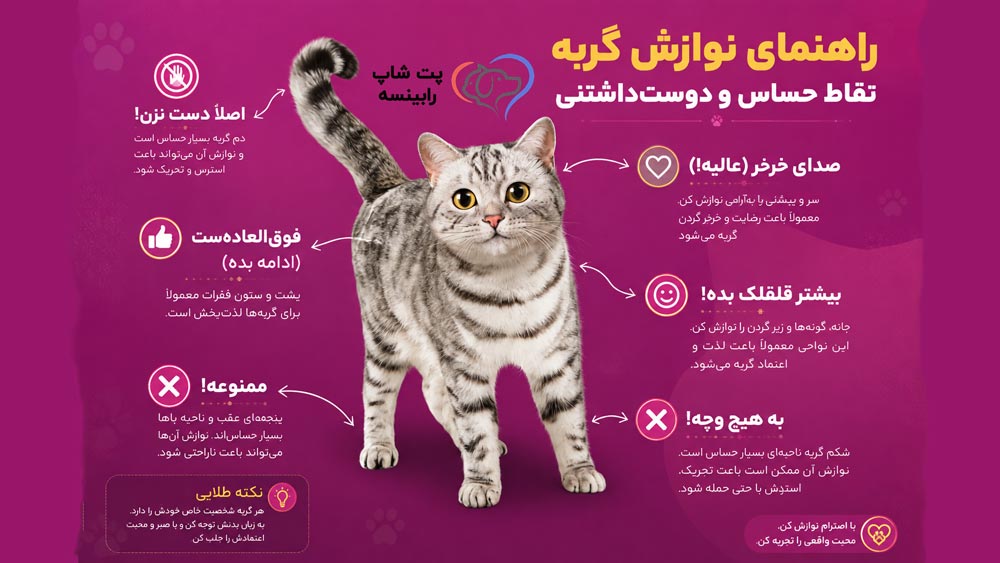 راهنمای نوازش گربه