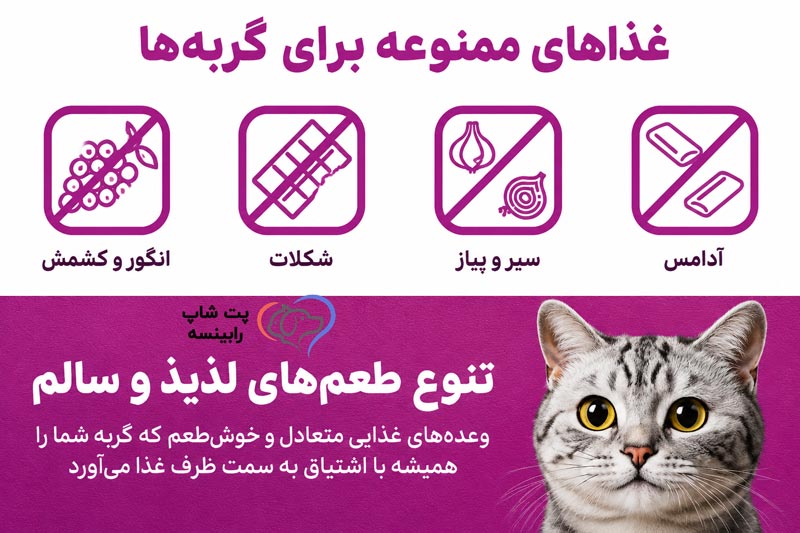 غذاهای ممنوعه برای گربه ها