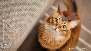 بهترین نژاد گربه برای نگهداری در خانه؛ راهنمای انتخاب