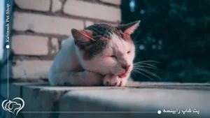 چرا گربه ها شب ها ناله می کنند؟ علت ها و راه حل ها